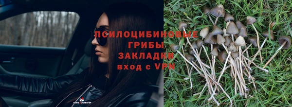 гашик Тайга